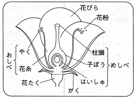 子房 成長|花のつくり